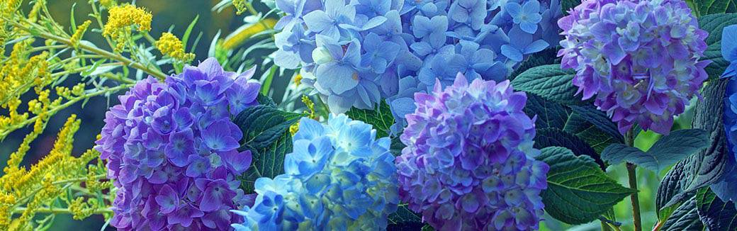 blue and purple hydrangeas